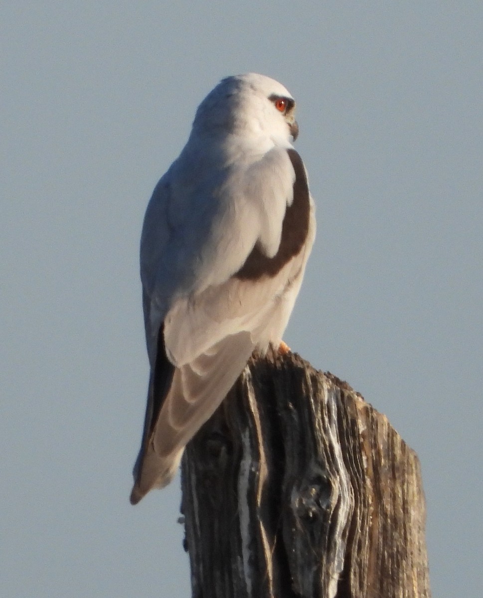 Black-shouldered Kite - ML609040461