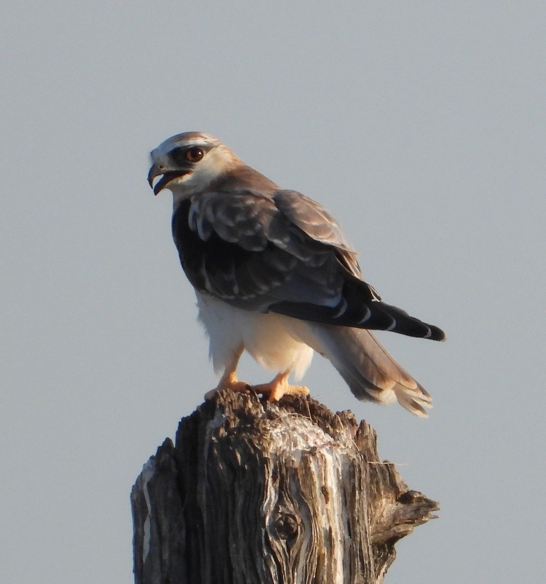 Black-shouldered Kite - ML609040462