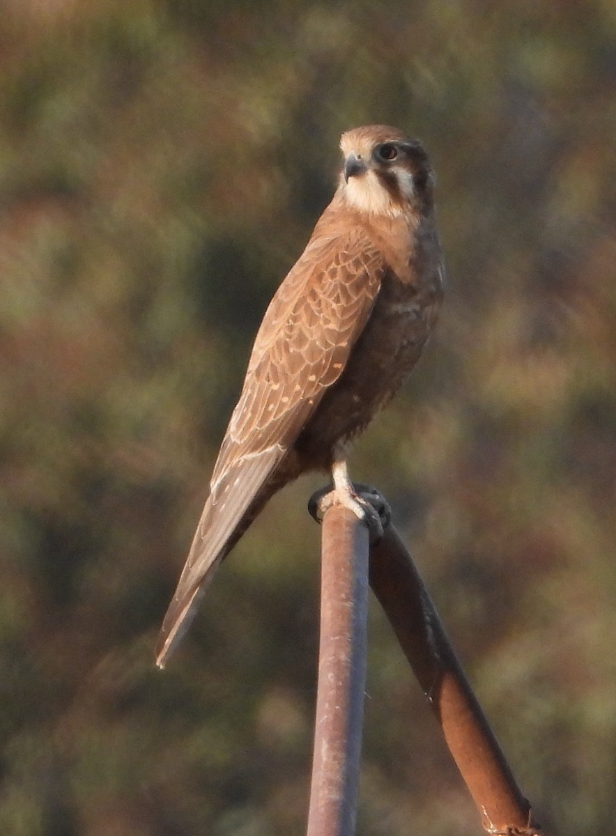 Brown Falcon - ML609040463