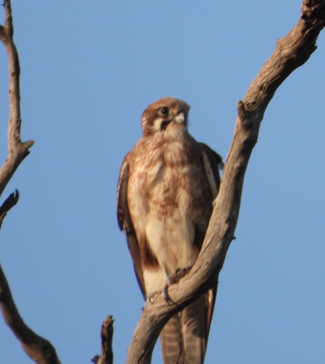 Brown Falcon - ML609040464