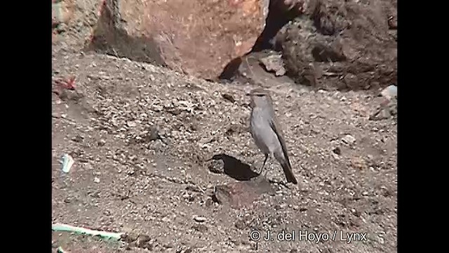 Puna Ground-Tyrant - ML609040495