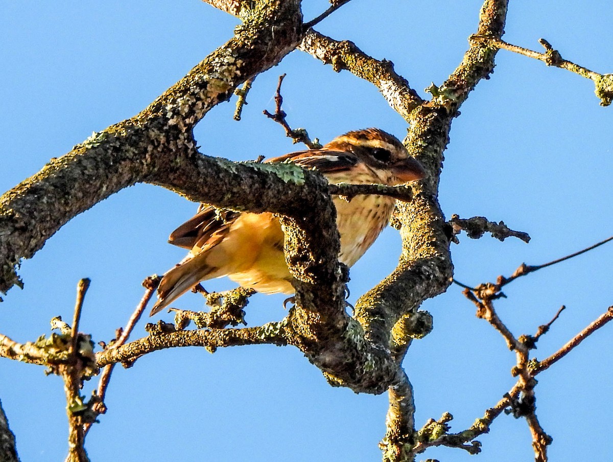 Rose-breasted Grosbeak - Susan Brauning