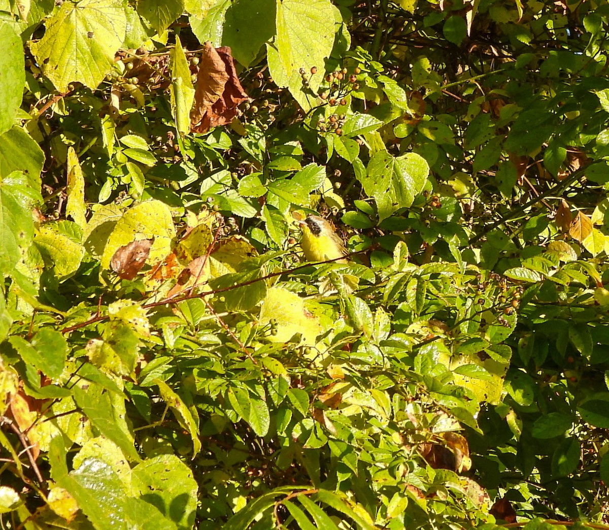 Common Yellowthroat - Susan Brauning