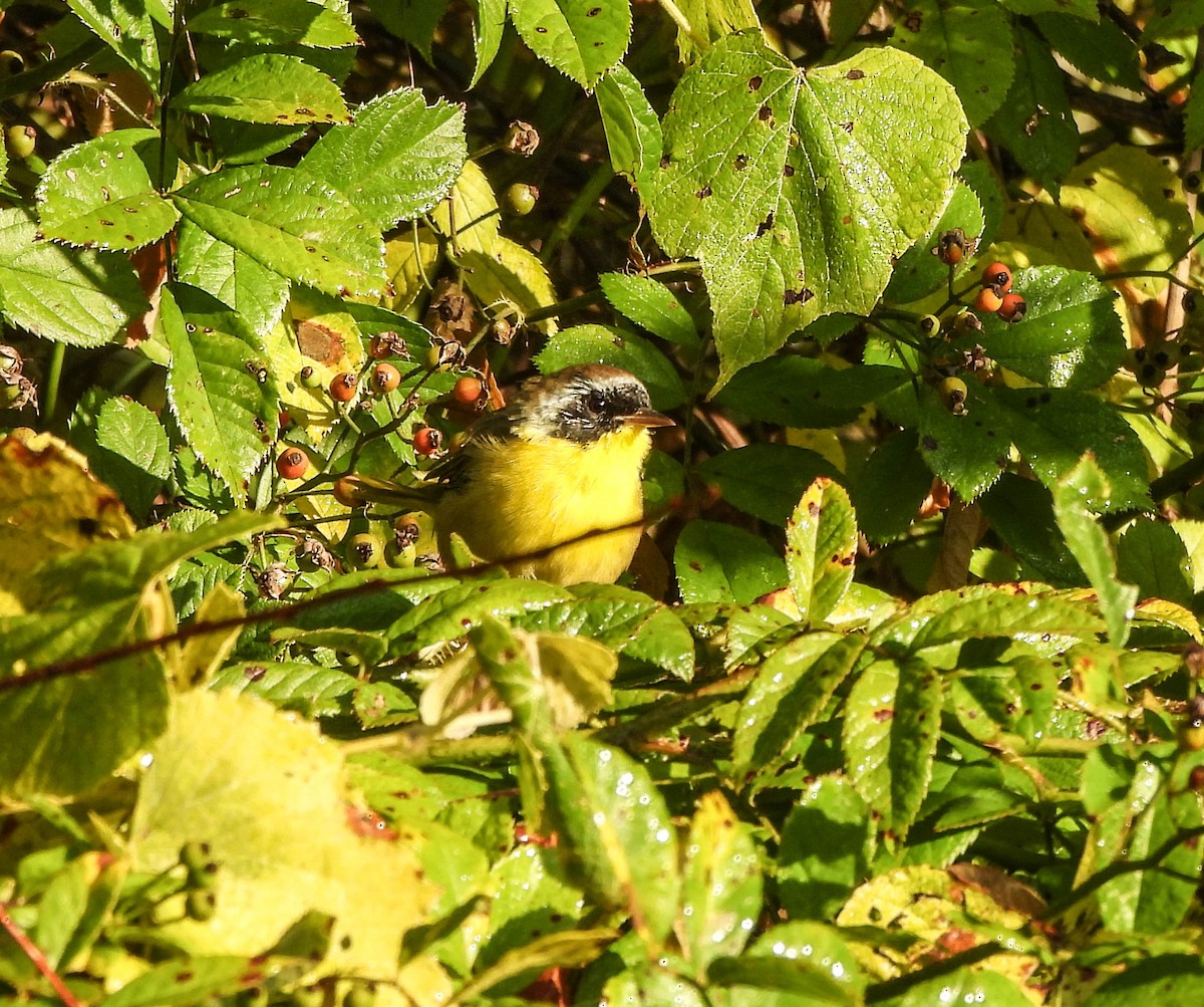 Common Yellowthroat - Susan Brauning