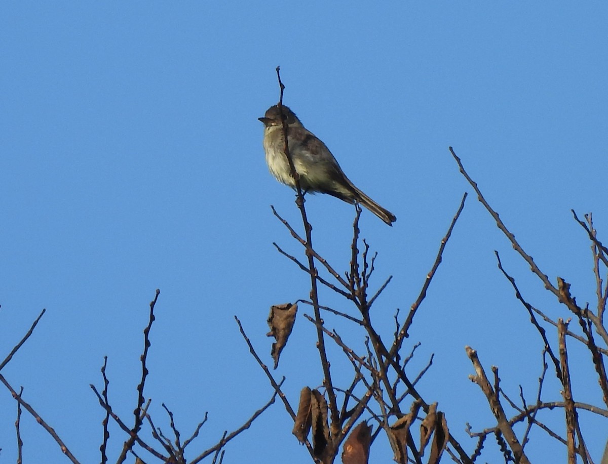 Eastern Wood-Pewee - Susan Brauning