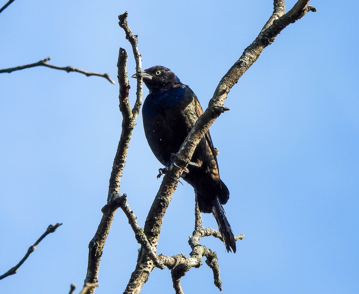 Common Grackle - Susan Brauning