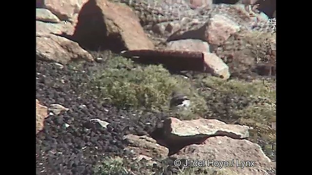 Puna Ground-Tyrant - ML609040531