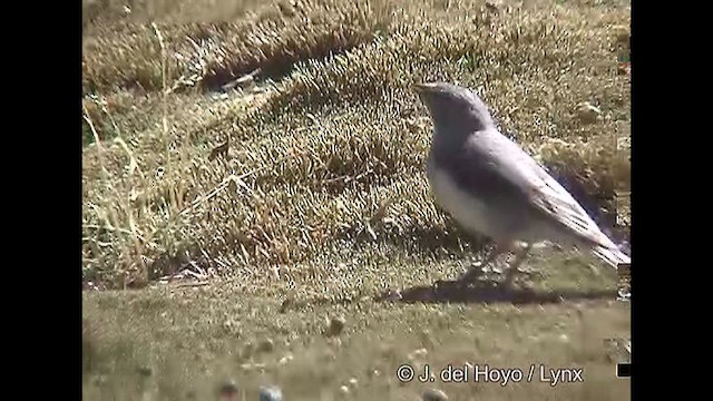 White-throated Sierra Finch - ML609040568
