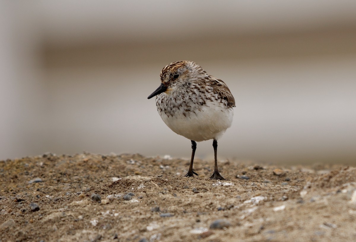 Semipalmated Sandpiper - ML609040646