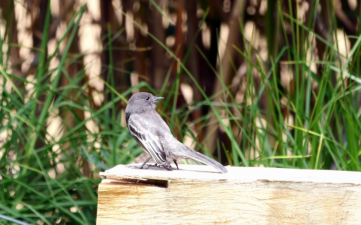 Black Phoebe - ML609040688