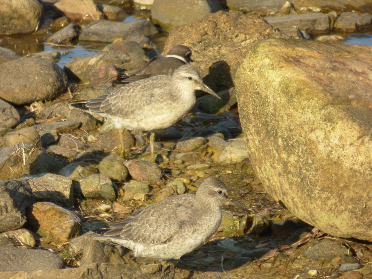 Red Knot - ML609040740