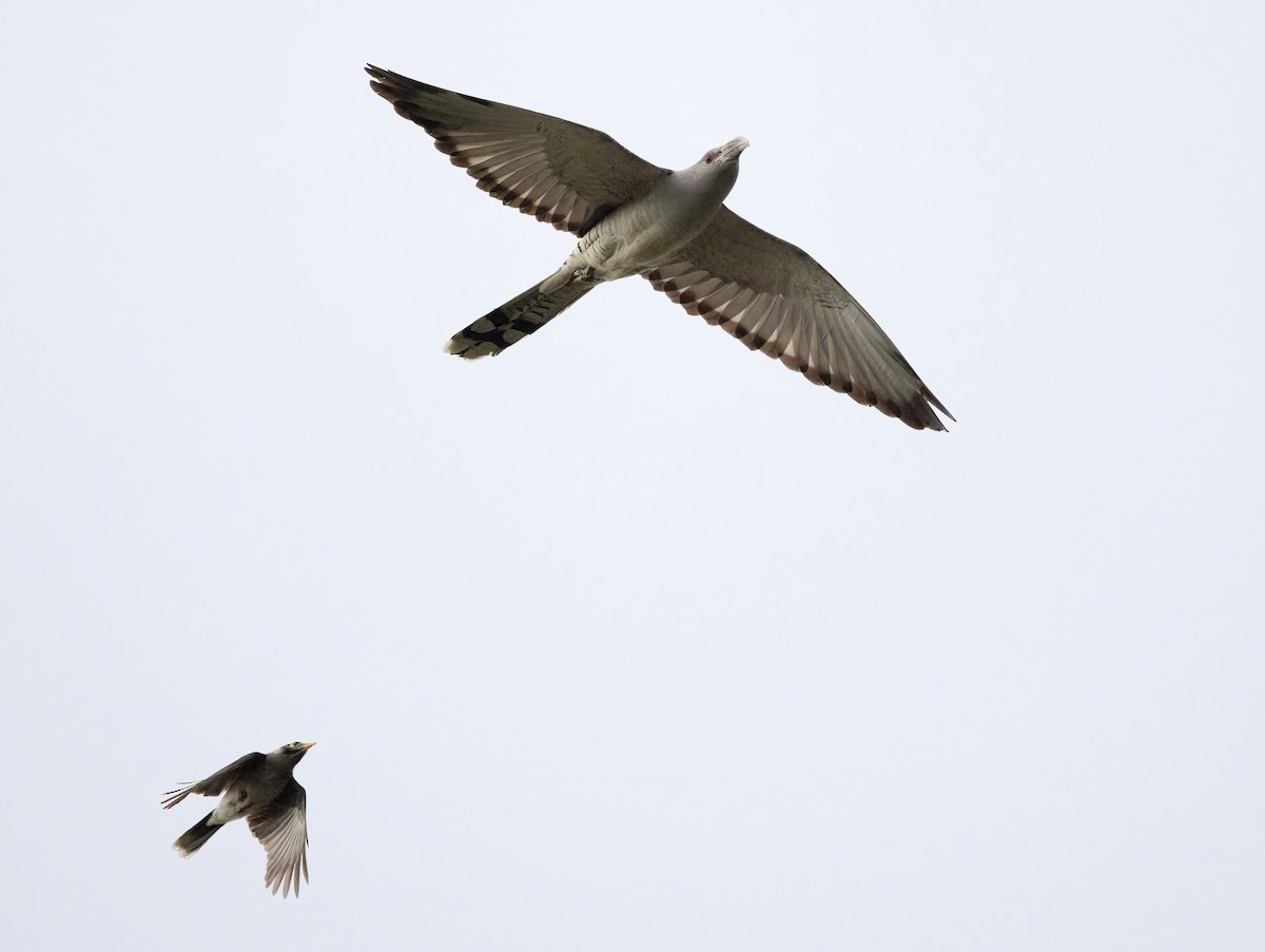 Channel-billed Cuckoo - Chris Barnes