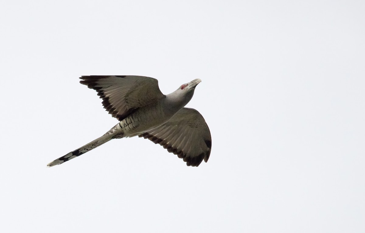 Channel-billed Cuckoo - Chris Barnes