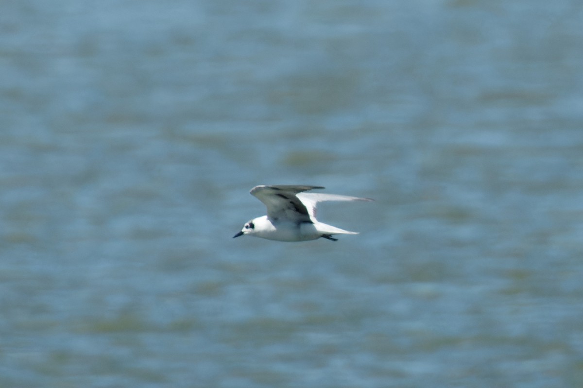 White-winged Tern - ML609040931