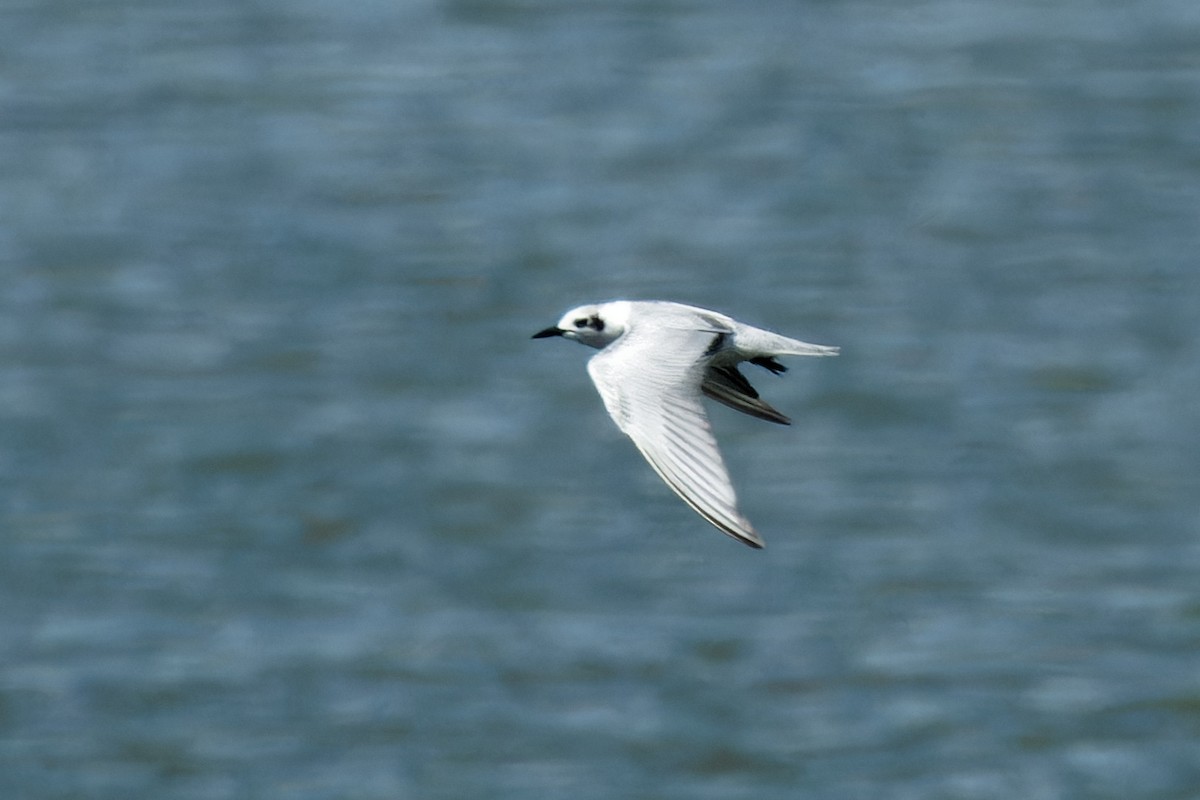 White-winged Tern - ML609040932