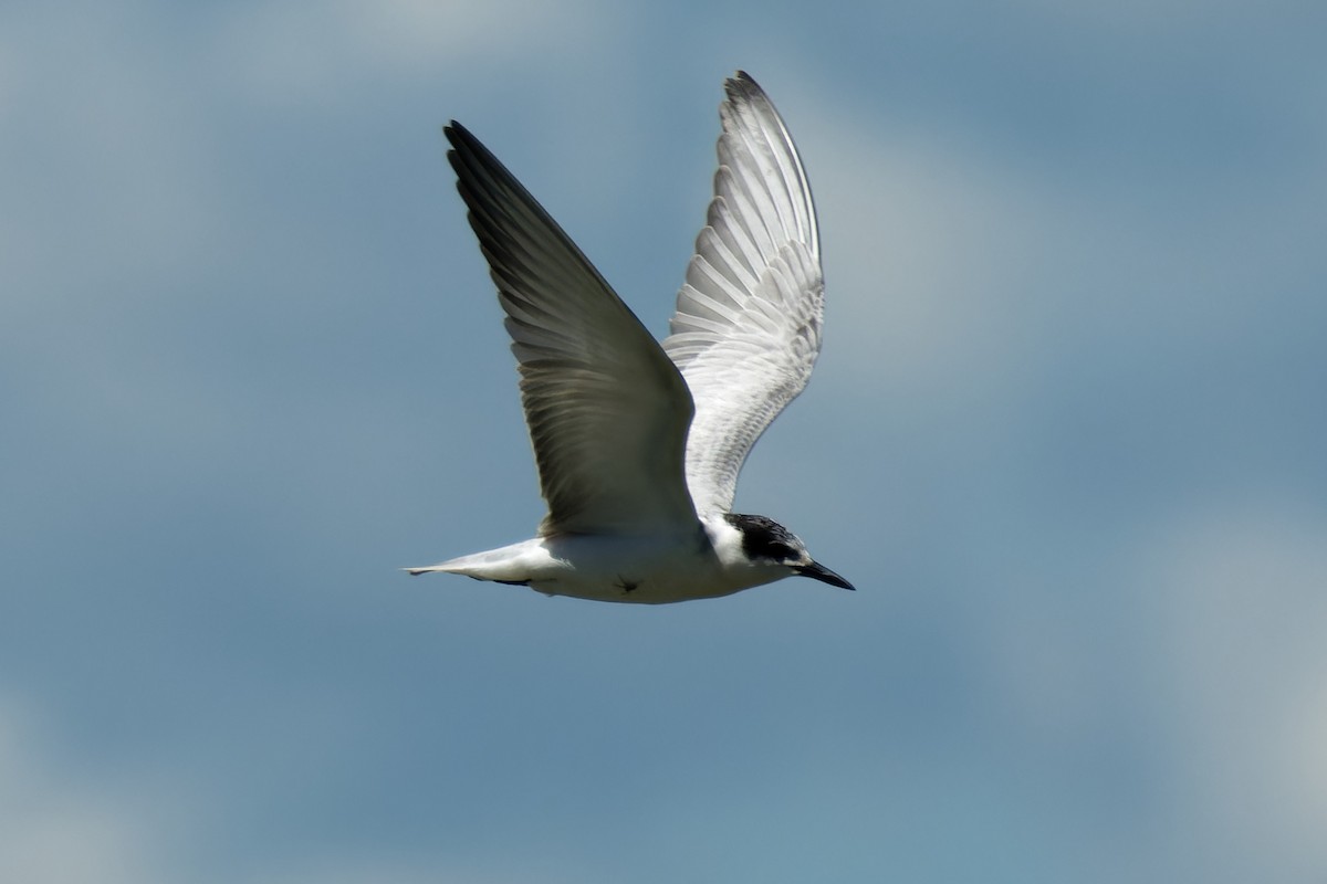 Whiskered Tern - ML609040936