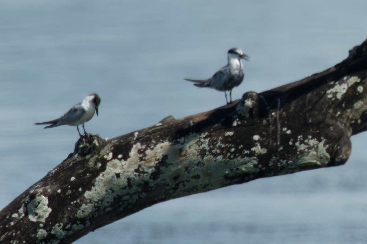 Whiskered Tern - ML609040937