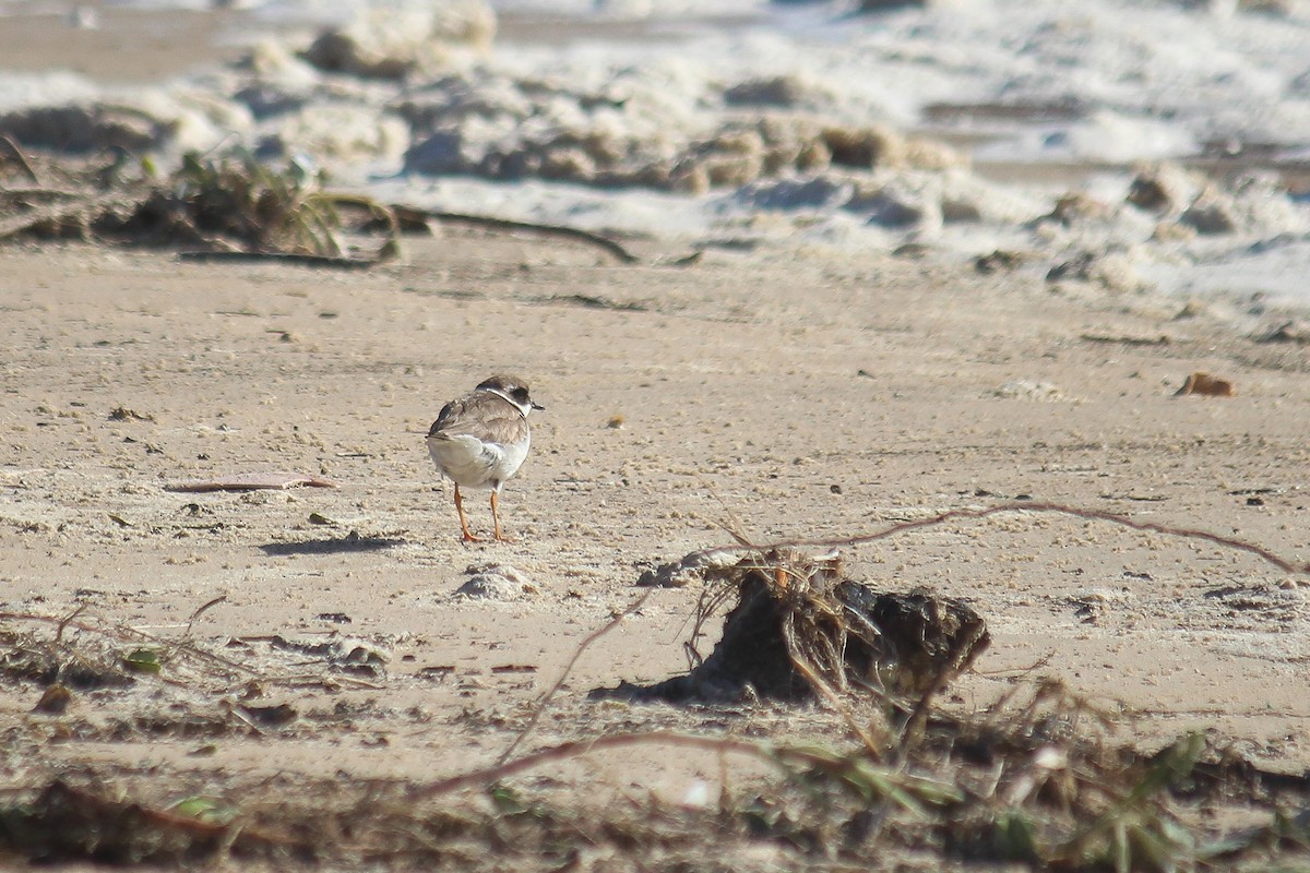 Common Ringed Plover - Gideon Williams