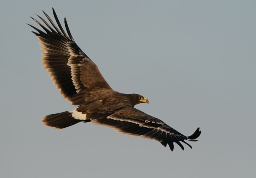 Steppe Eagle - ML609040991