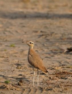 Cream-colored Courser - Irvin Calicut