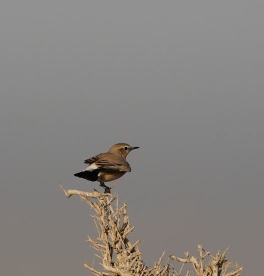 Isabelline Wheatear - Irvin Calicut