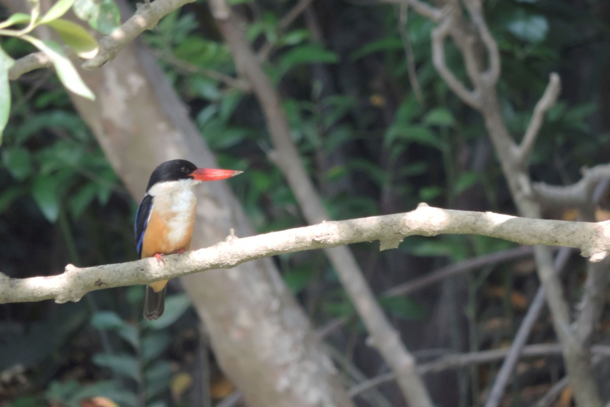 Black-capped Kingfisher - Samuel Odrzykoski