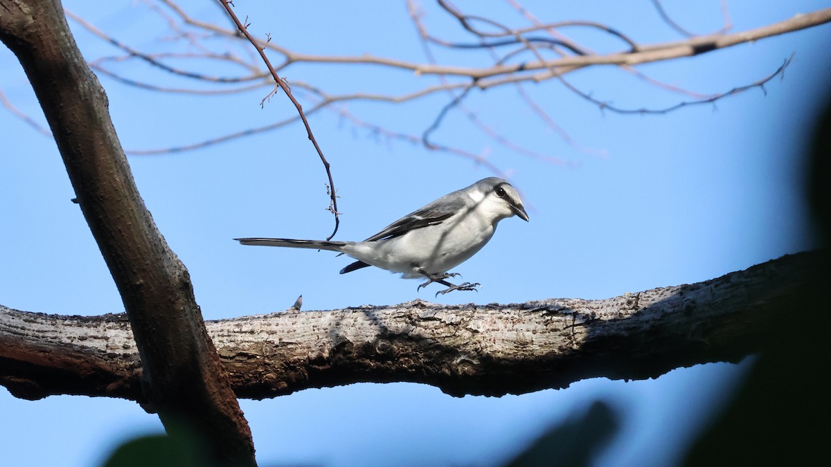 Ashy Minivet - ML609041300