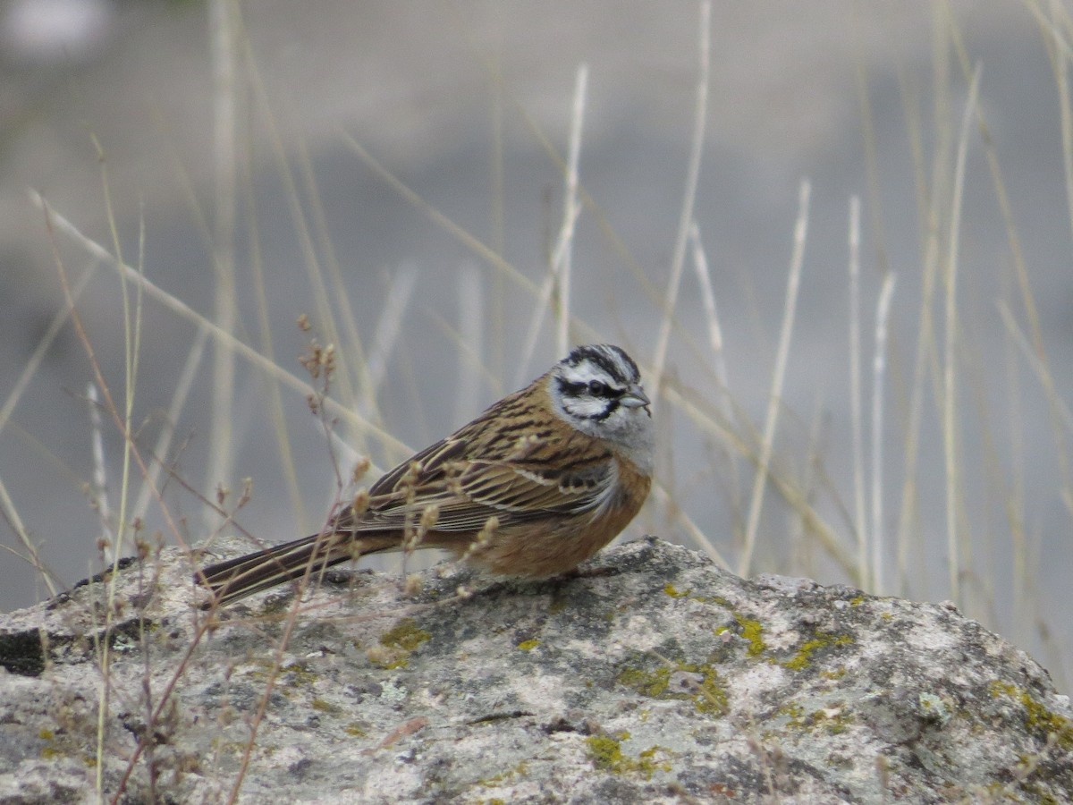 Rock Bunting - Marcin Romanowski