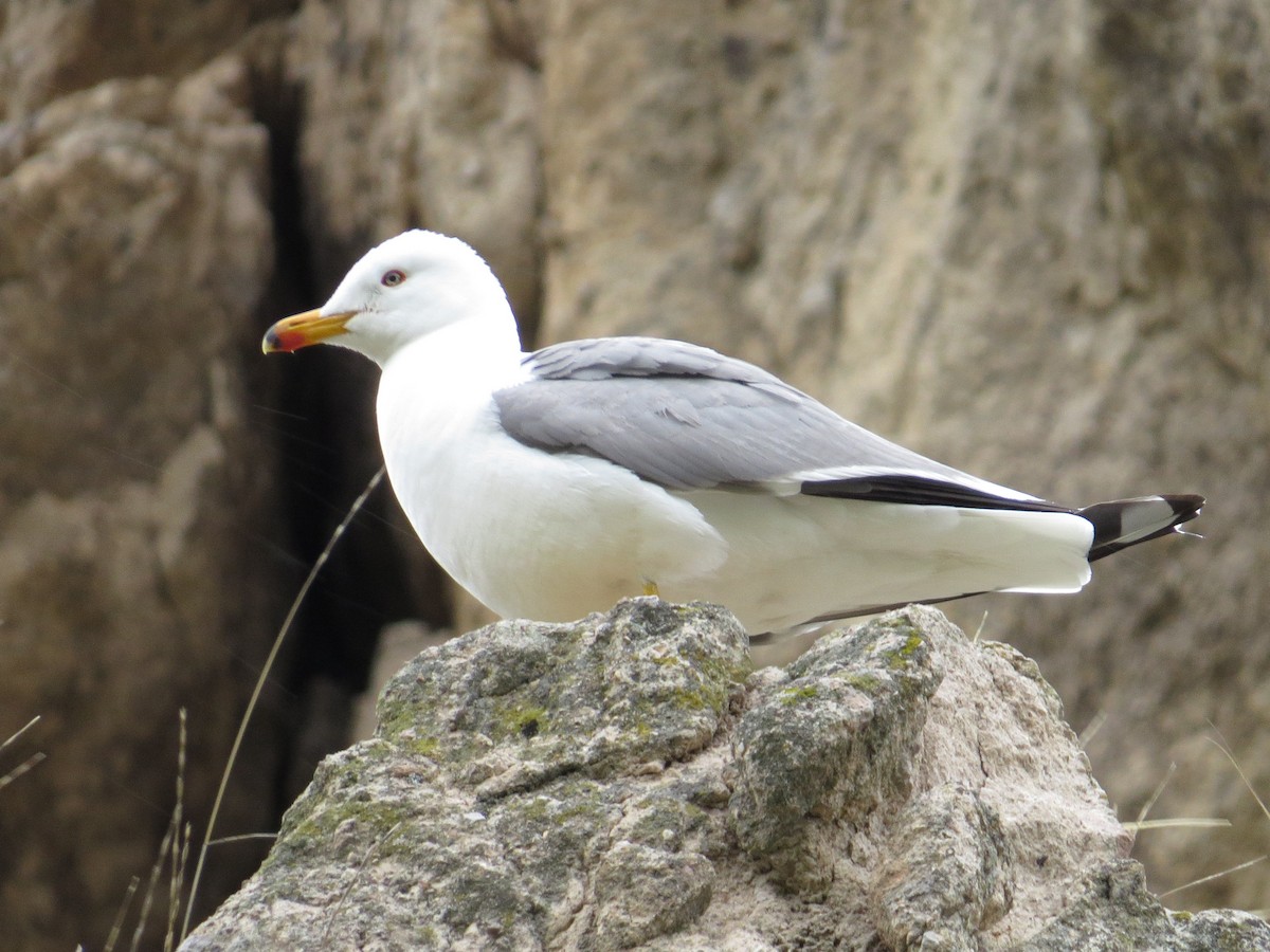 Armenian Gull - Marcin Romanowski