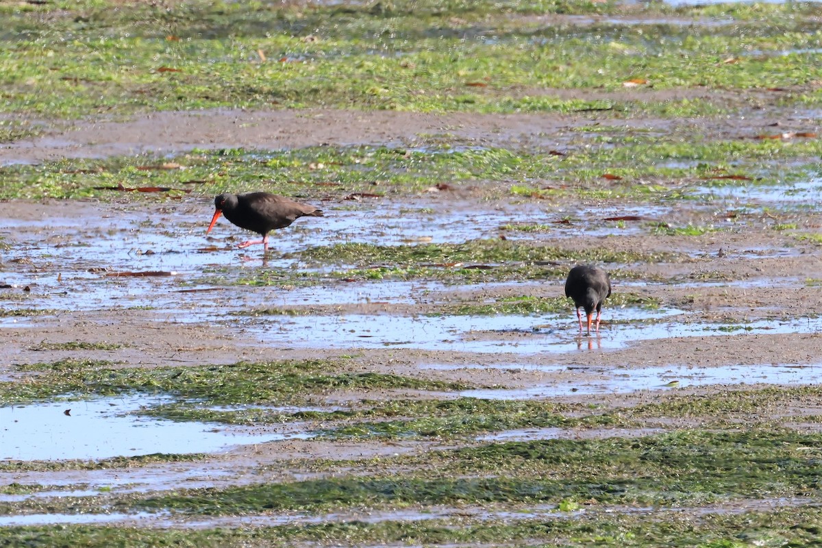 Sooty Oystercatcher - ML609041355