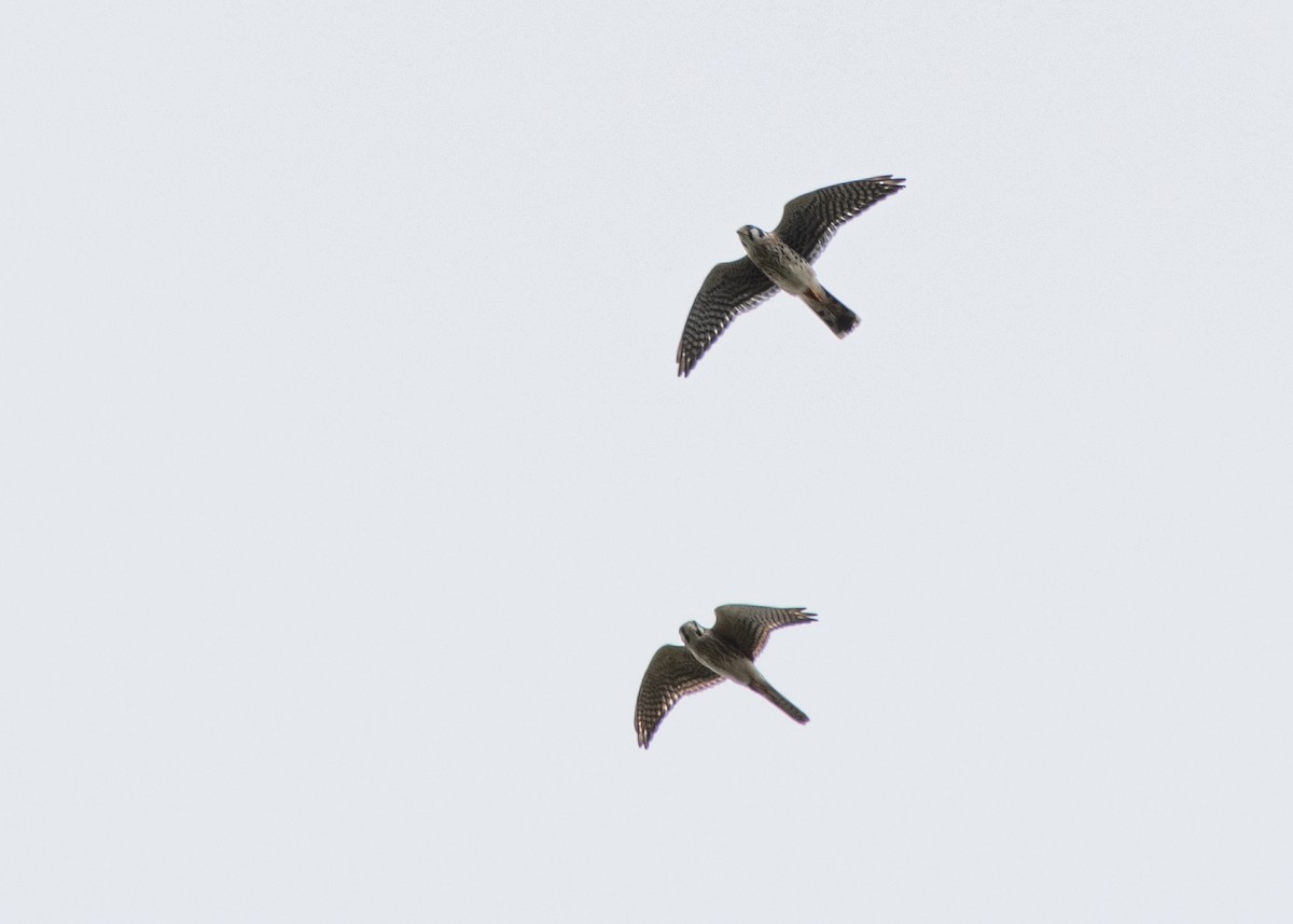 American Kestrel - ML609041368