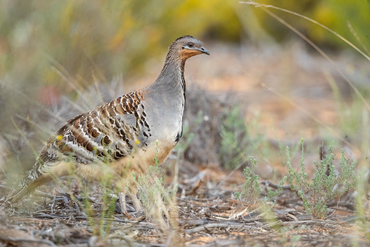 Malleefowl - ML609041511