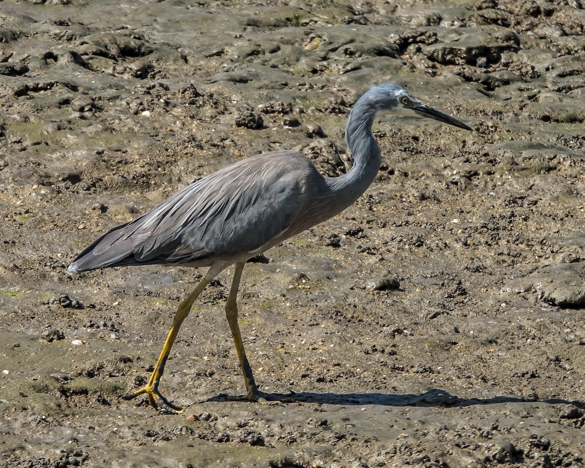 White-faced Heron - ML609041520