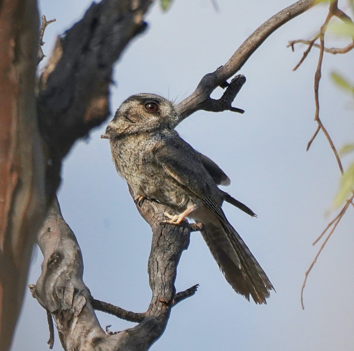 Australian Owlet-nightjar - Ian Kerr