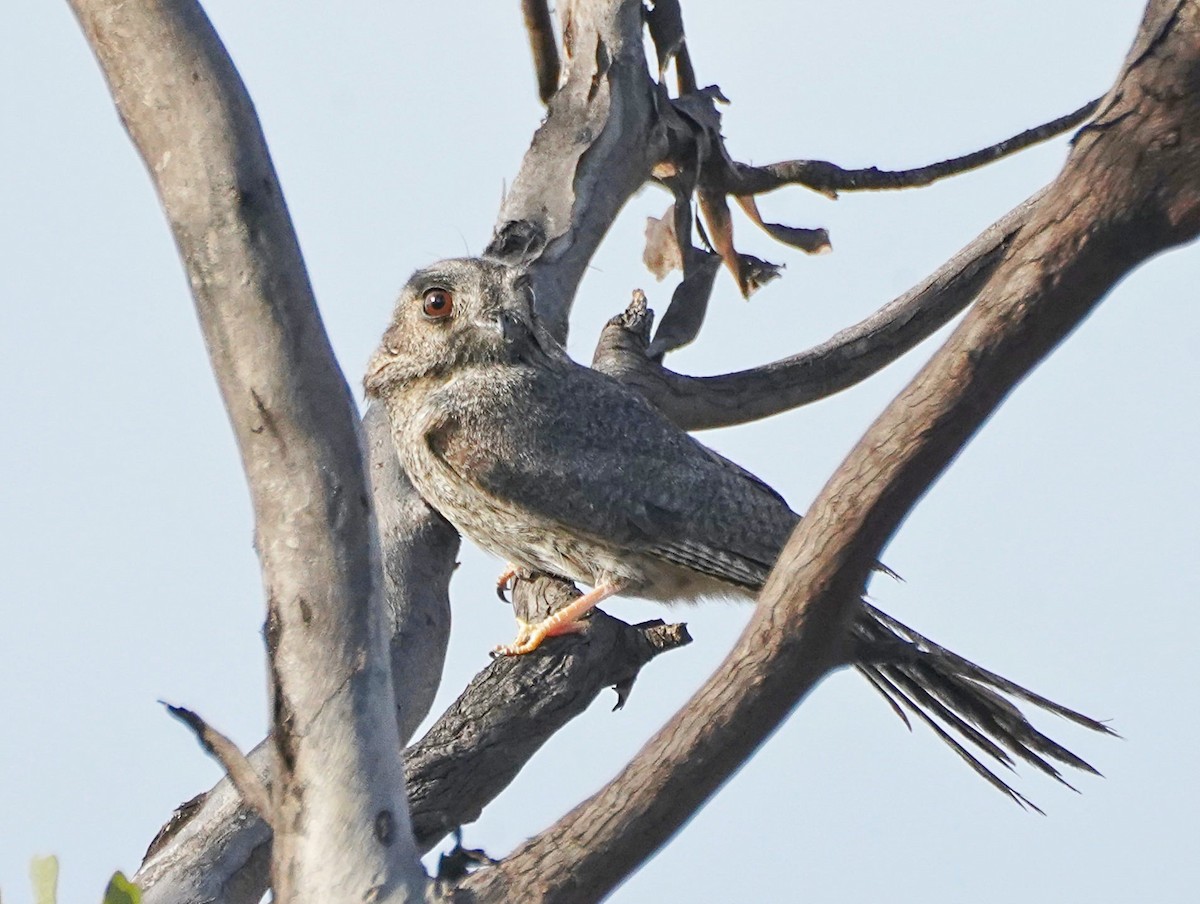 Australian Owlet-nightjar - ML609041670