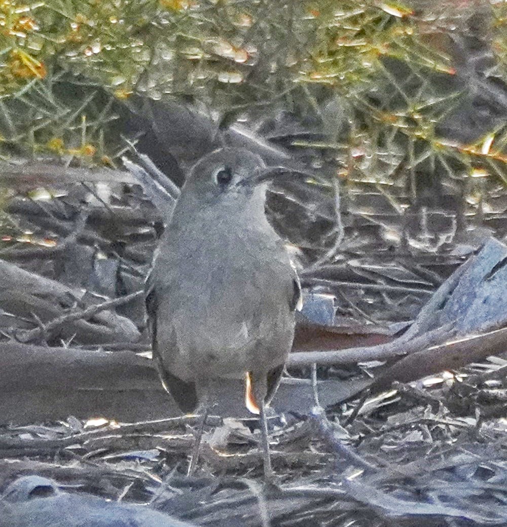 Southern Scrub-Robin - ML609041701