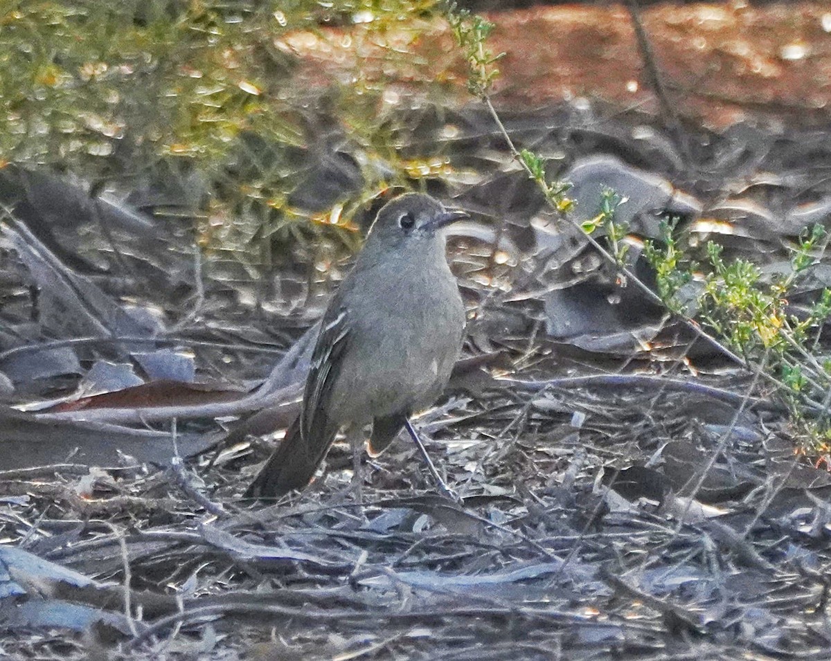 Southern Scrub-Robin - ML609041702