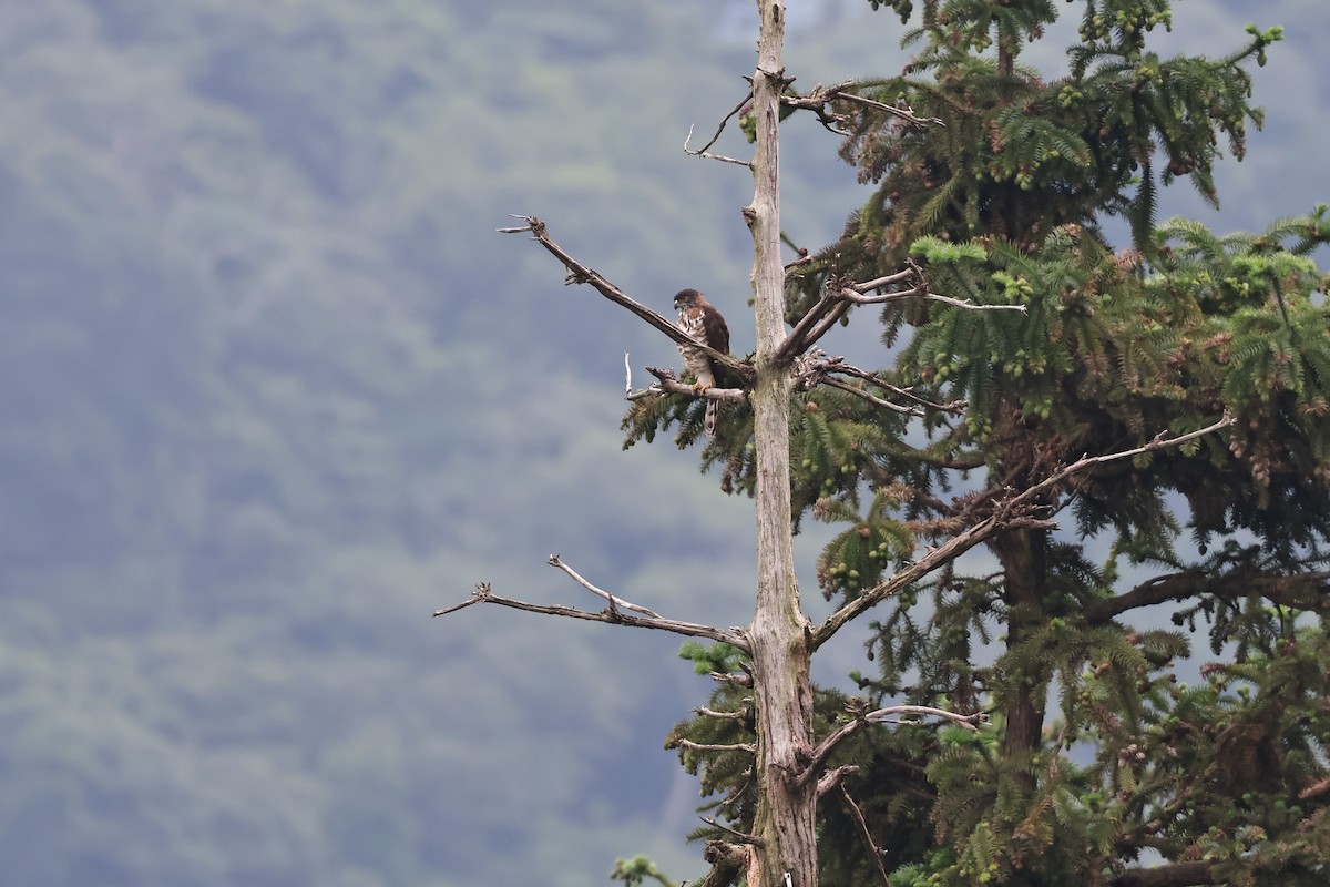 Crested Goshawk - ML609041901