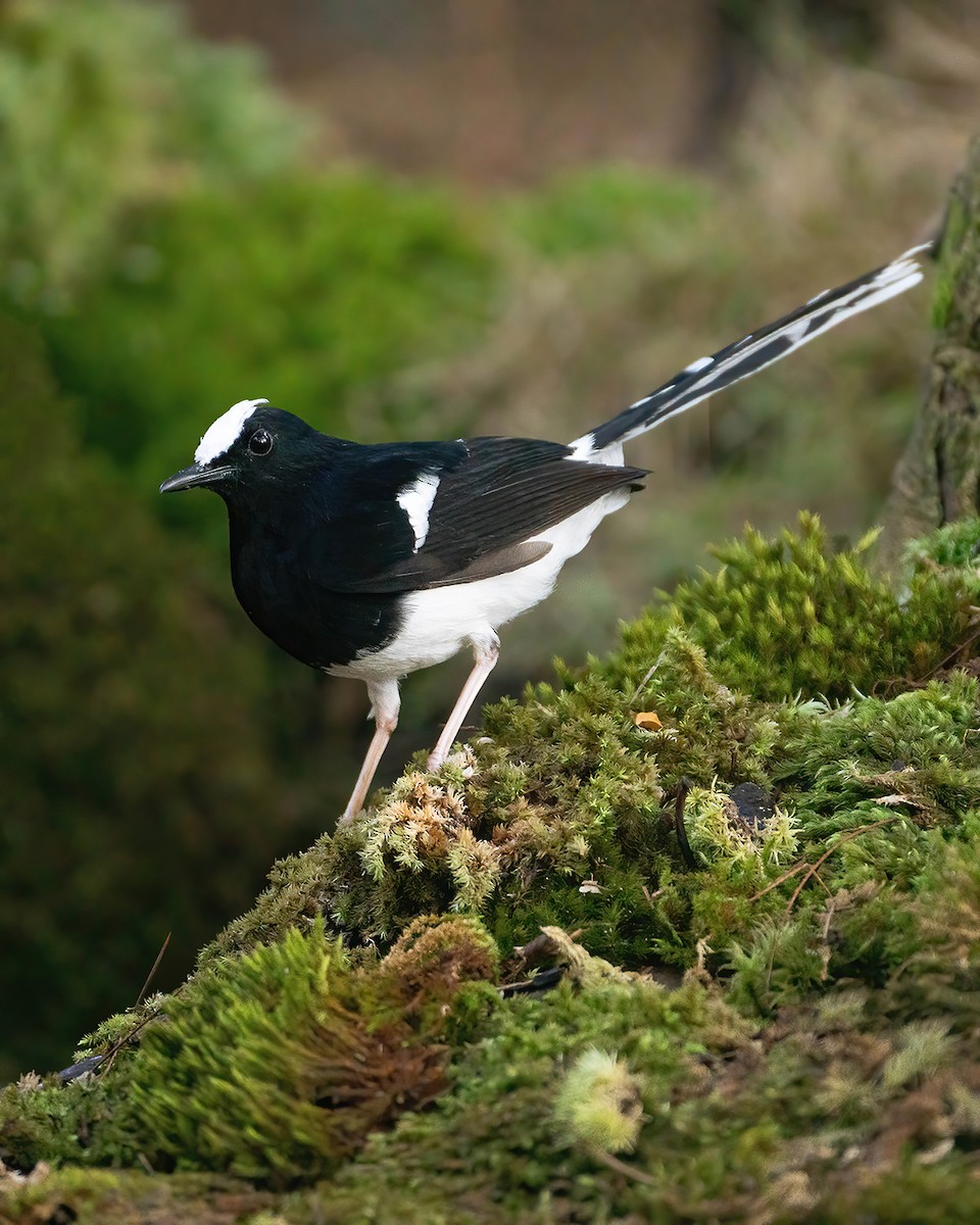 White-crowned Forktail (Javan) - ML609042017