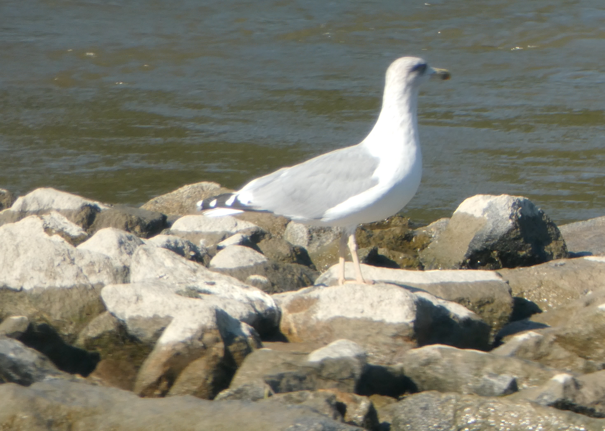 Caspian Gull - Kevin Hayes