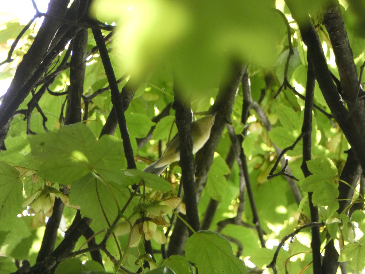 Common Chiffchaff - ML609042226