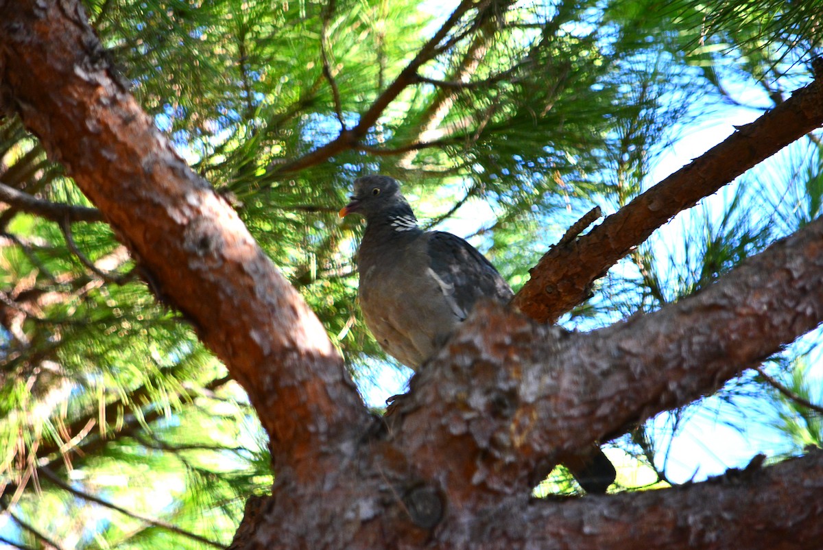Common Wood-Pigeon - ML609042298