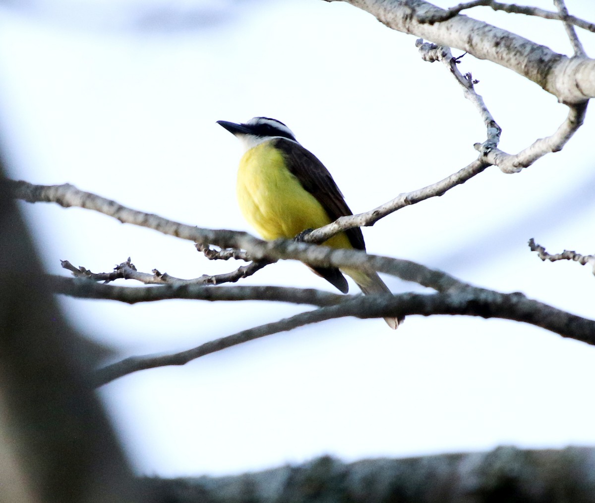 Great Kiskadee - ML609042325