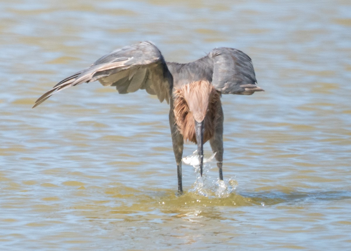 Reddish Egret - ML609042342