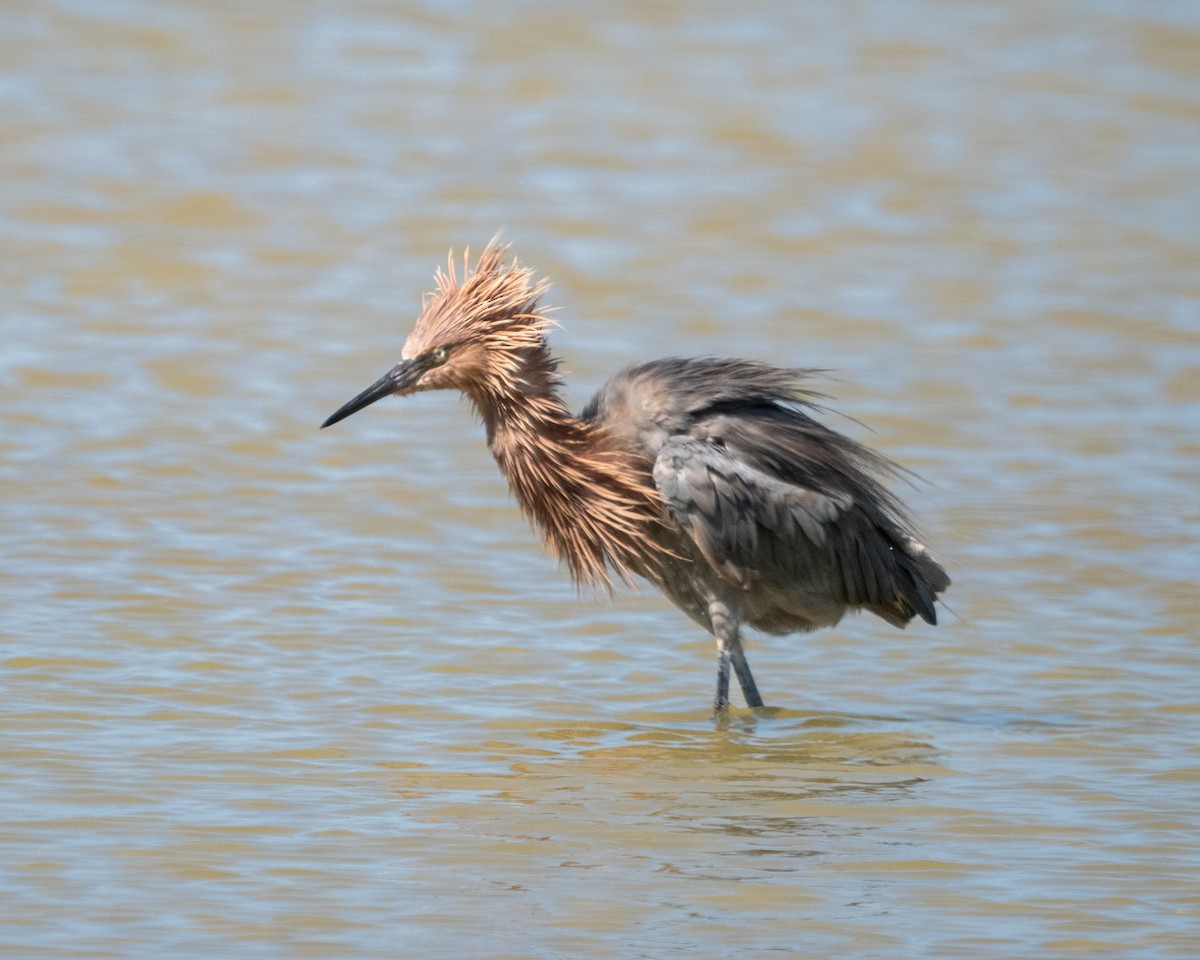 Reddish Egret - ML609042344