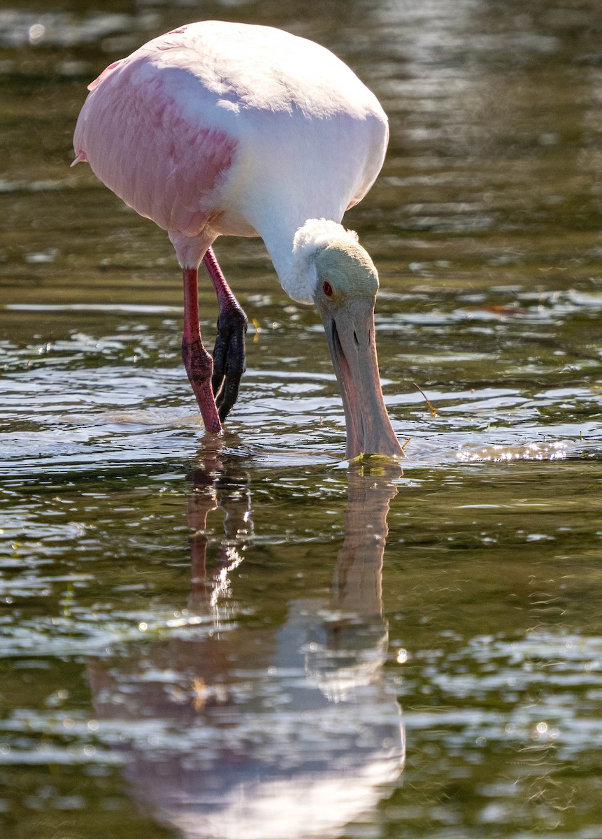 Roseate Spoonbill - ML609042367