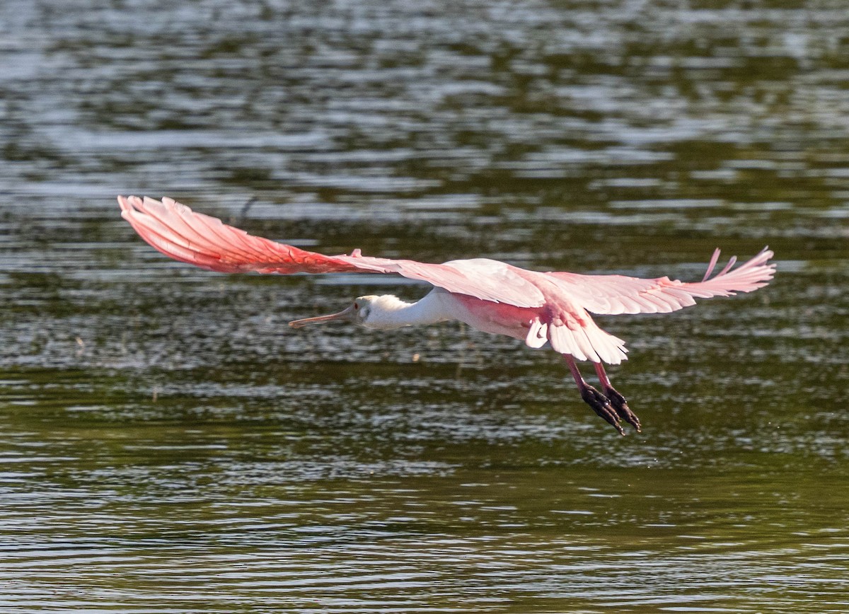 Roseate Spoonbill - ML609042368