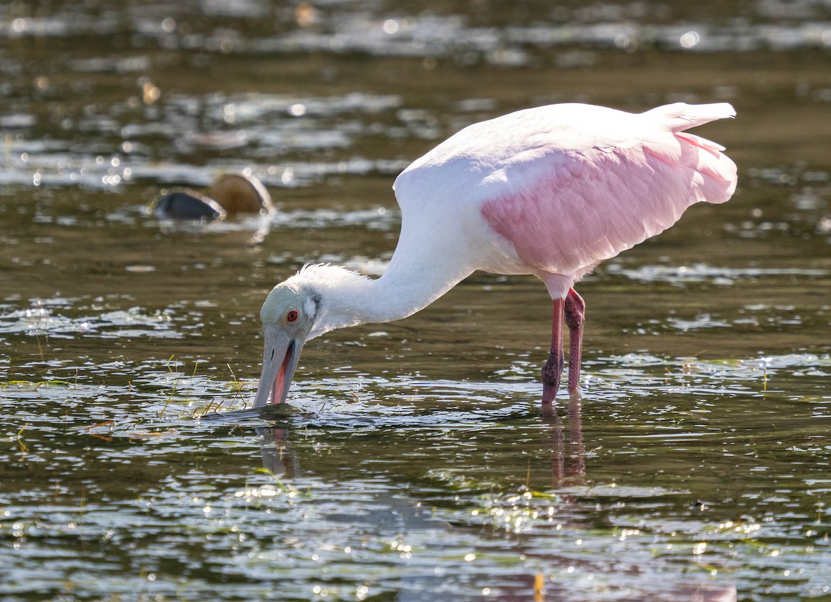 Roseate Spoonbill - ML609042369