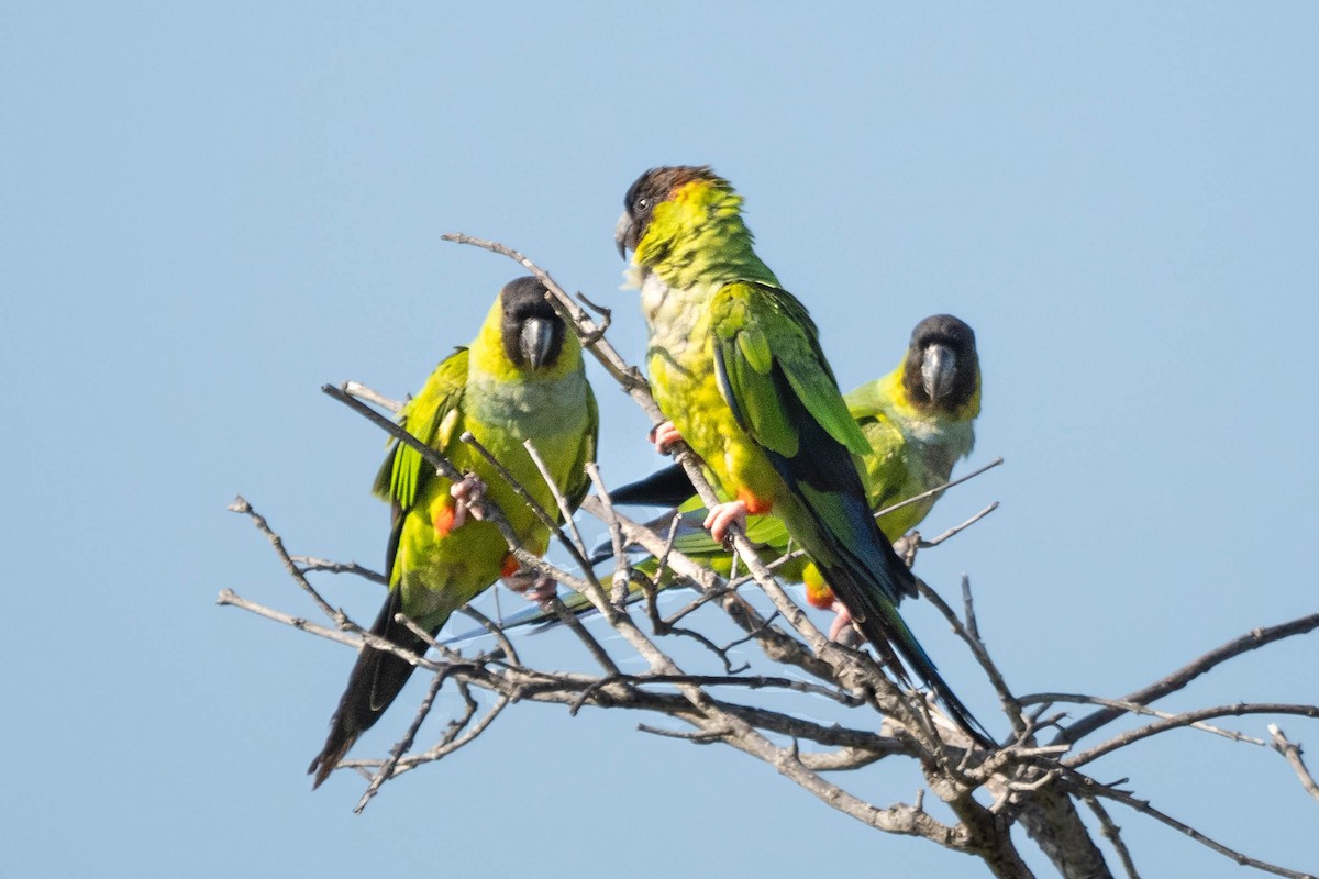 Nanday Parakeet - ML609042375