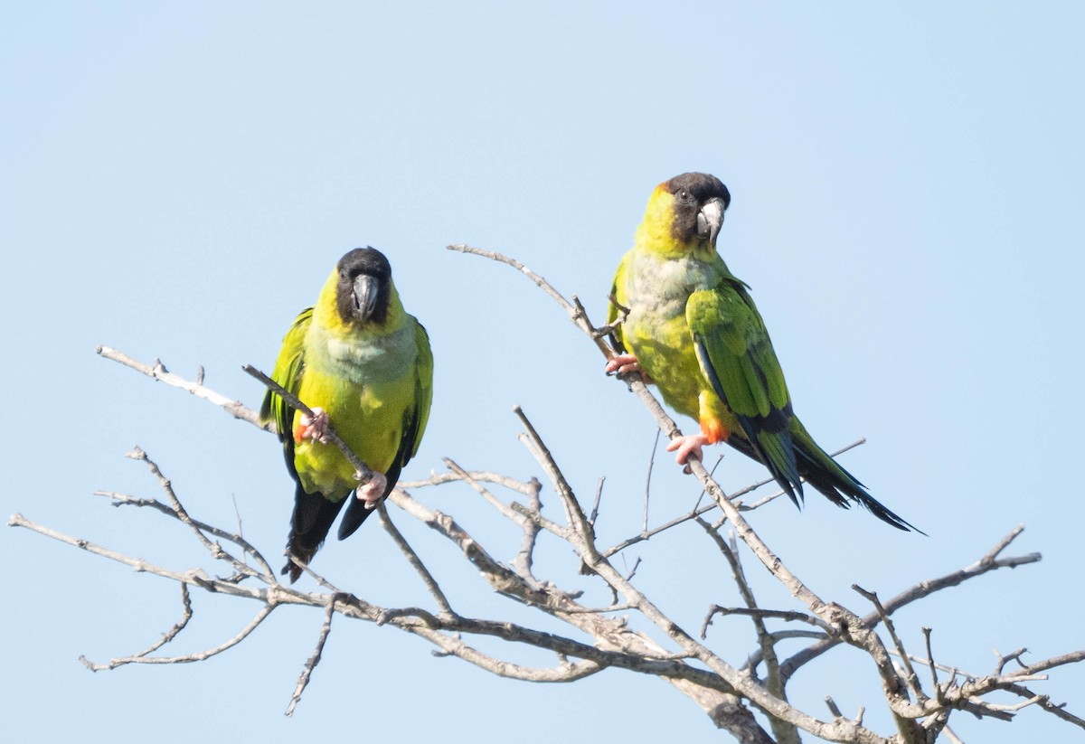 Nanday Parakeet - ML609042376